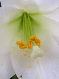 Easter Lily Close Up