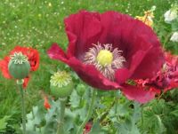 Poppies in the park