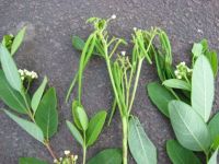 Mystery plant