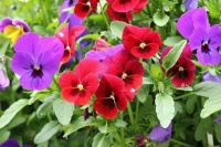 pansy