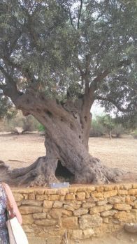 Very Old Olive Tree, Sicily