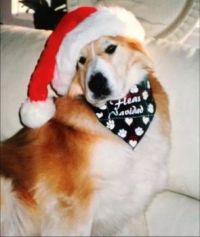 Fleas Navidad