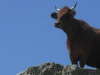 Cow on the top