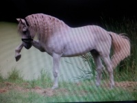 Another beautiful Andalusian Horse