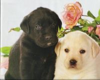 Georgeous Lab Puppies