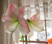 My amaryllis blooming.... a little late, but a beautiful surprise.