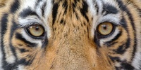 4 ~ 'Zen relative of Shere Kahn'