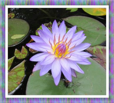 My Lilac Waterlily. Larger.
