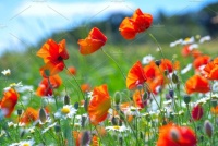 Daisies and poppies in the field