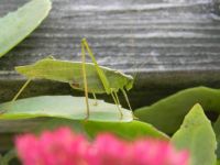 Grasshopper~
