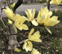 Yellow Magnolia at Tower Grove Park, St. Louis, MO