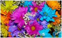 The Colours of Beautiful Daisy Flowers