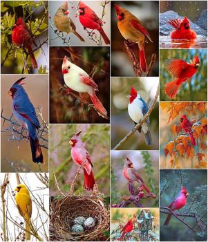 cardinals 2