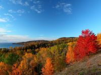 red-tree-on-hill