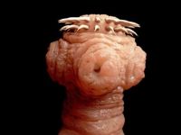 sac of larvea tape worm