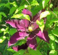 Clematis