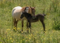 Momma and baby Dorset village of Corfe Castle