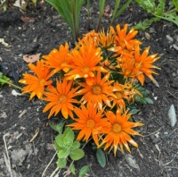 Gazanias