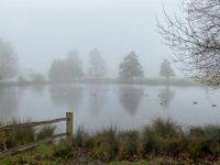 Fog Richmond Park
