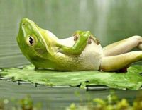 Froggie Relaxing on a Lily Pad