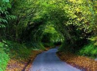 Hobbit Tree Tunnel, England