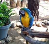 Del Mar Free Flight Bird Sanctuary - Blue Macaw