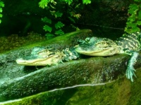 Baby Aligators