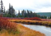 Fall color at Indian Creek, Yellowstone National Park, 9/23/13