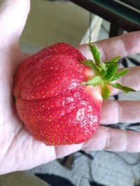 STRAWBERRY