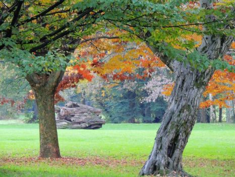 November in the park