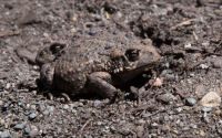 Forest toad.