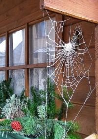 Spinnennetz