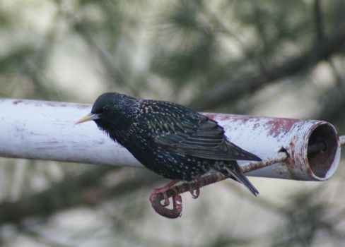 Starling ~ male