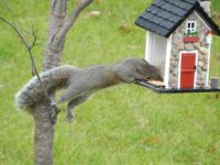 Snacking squirrel