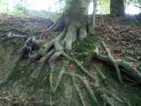Roots