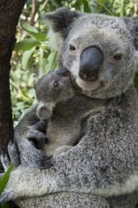 Happy Mother's Day: A koala kiss ♥