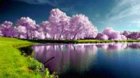 Spring Scene
