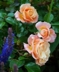 rose