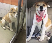 Before and After Adoption...
