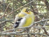 American Goldfinch Fledgling