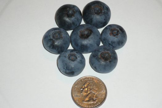 My blueberries
