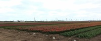 Young tulips, grown-up mills on the horizon. Flevoland; Netherlands