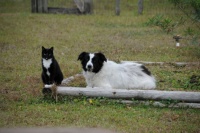 present day rescue   10 year old  EBRO   and  rescue   10  year old border collie  Maks