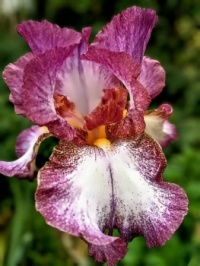 💜🌿💗 Irises 💗🌿💜