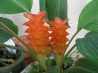 My garden11