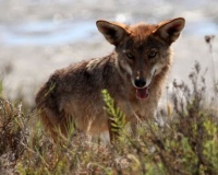 Coyote, Lagoon Trail, Del Mar, California