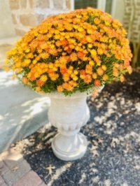 The Mums Are Taking Over