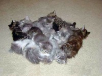 Kitten Meetup