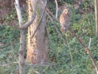 Treed owl