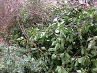 A pile of foliage